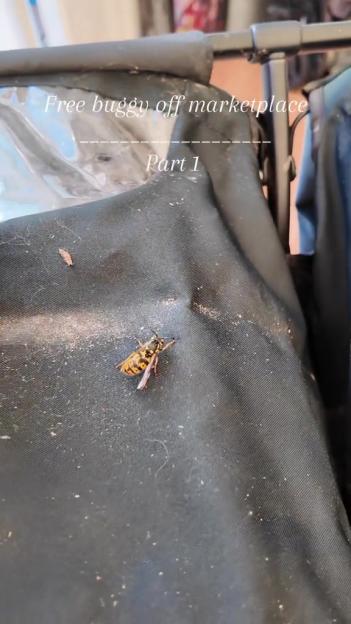 A wasp on a dirty black fabric with text 'Free buggy off marketplace Part 1'.