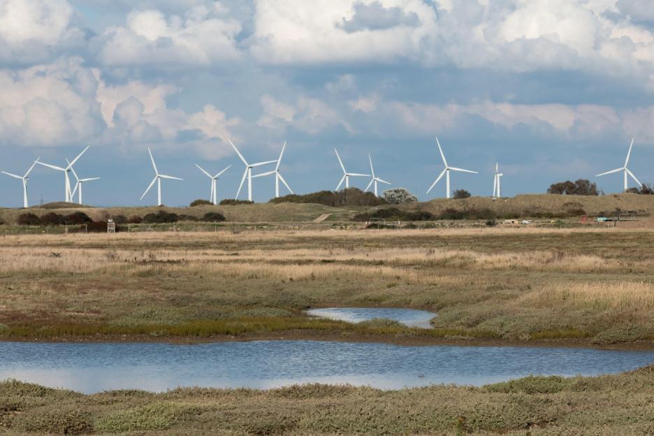 Alert for Dog Walkers: Deadly Disease Outbreak at Popular English Seaside Destination