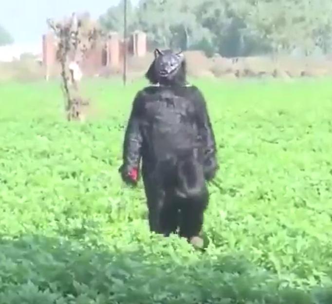 A person in a black bear costume with a wolf mask standing in a green field.