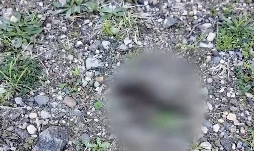 NINTCHDBPICT001073012669