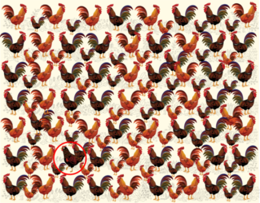 Illustration of numerous roosters, with a single hen circled in red.