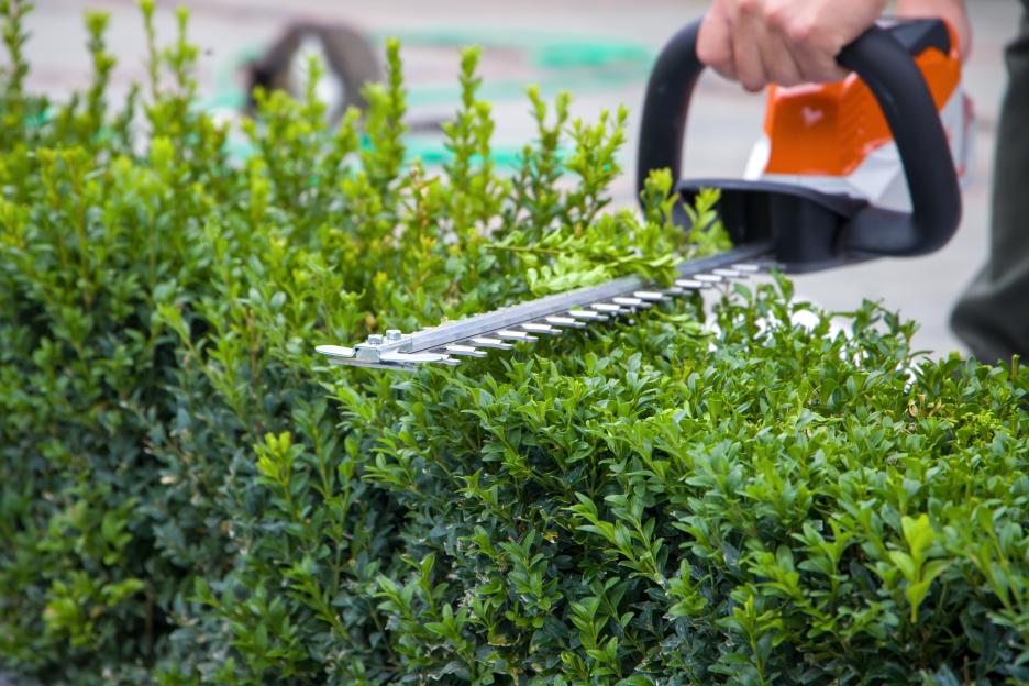 UK's Strict Hedge Cutting Law Facing End Next Week: Avoid Fines and Jail Time!