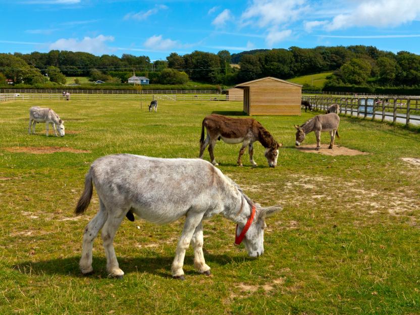 Donkeys grazing in a field at the Isle of Wight Donkey Sanctuary.