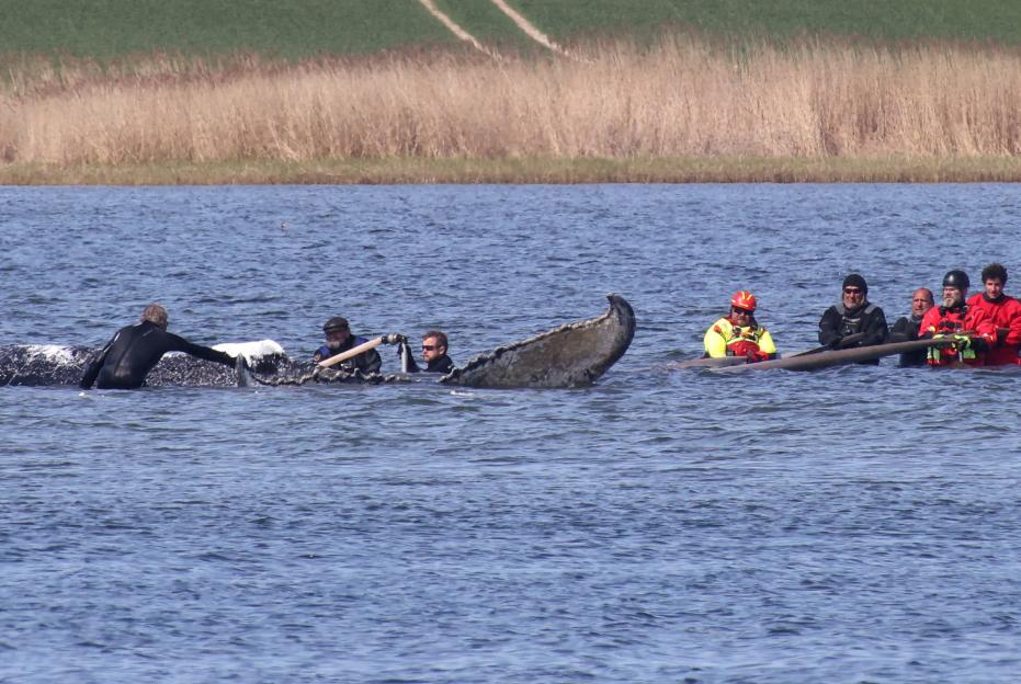 TOPSHOT-GERMANY-ANIMAL-WHALE-RESCUE