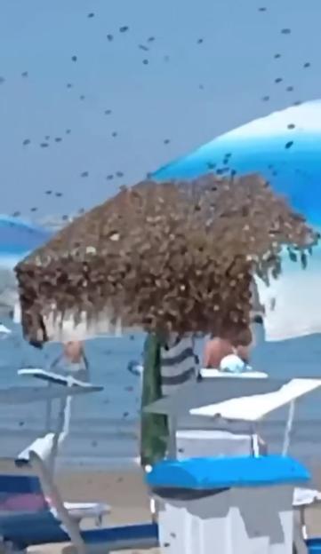 'Chaos at the Beach: Tourists Dash for Safety as Thousands of Bees Swarm Sunlounger Parasol!'
