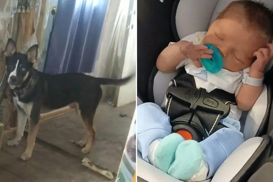 Newborn mauled to death by pet dog Chomp as beast bit helpless baby 180 times at family’s squalid home
