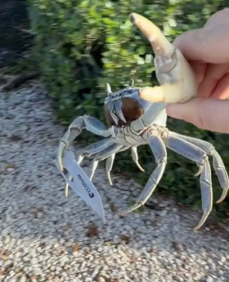 A person holding a crab, which has a knife attached to one of its claws.