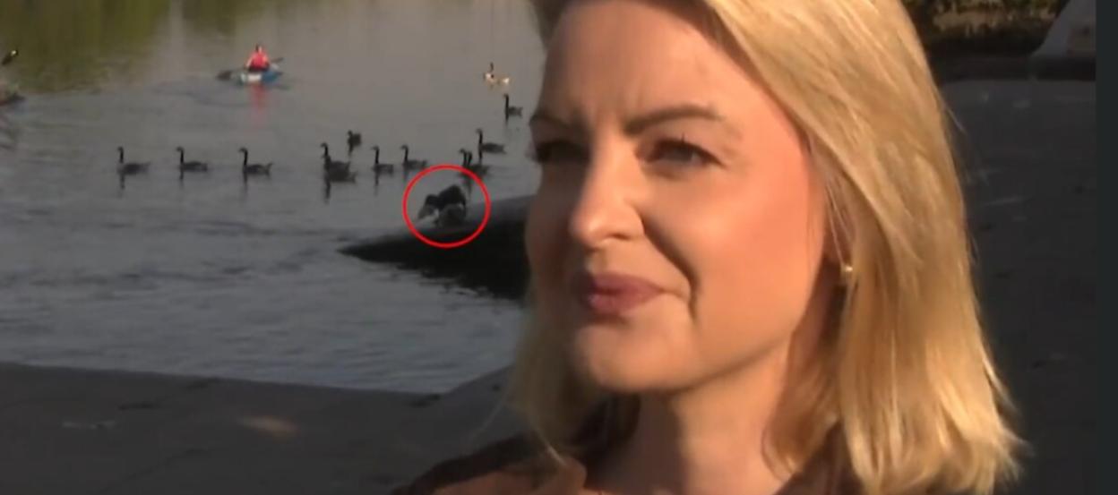 'BBC News Viewers Shocked as Dog Attacks Duck During RSPCA Interview'