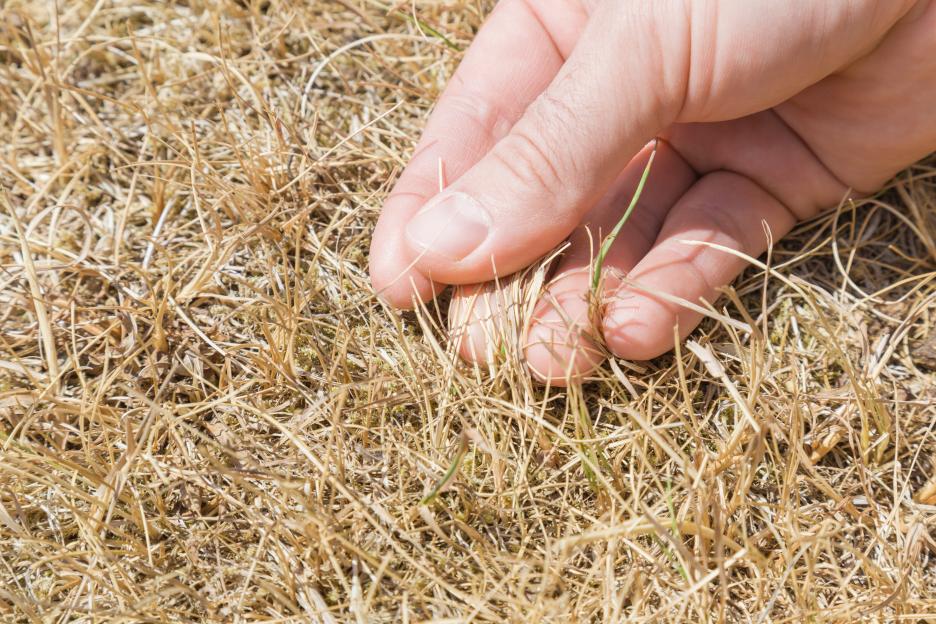 A person's hand showing dried grass.