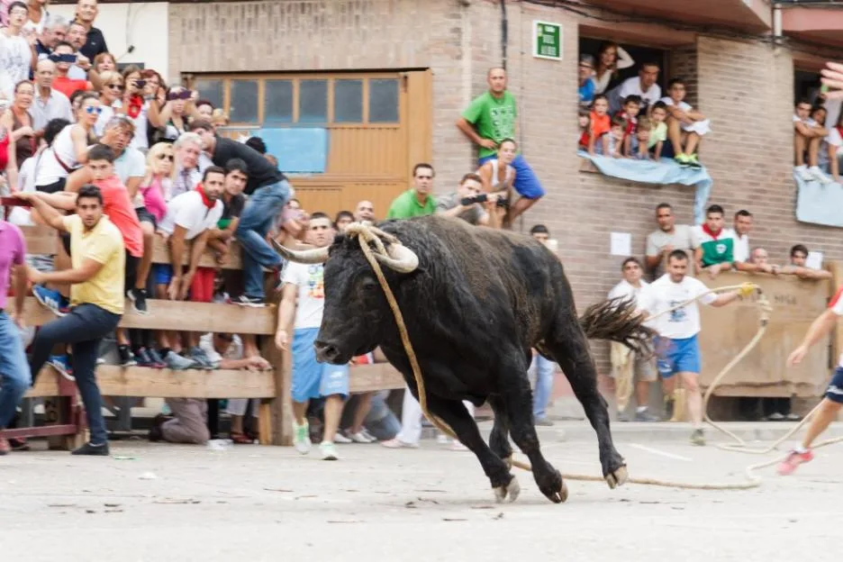 Out of the bull with rope Lodosa at parties Angustias