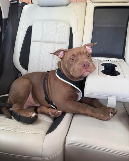 A brown bulldog puppy in a black harness rests in the back seat of a car.
