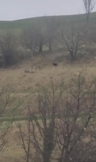 NINTCHDBPICT001059683373