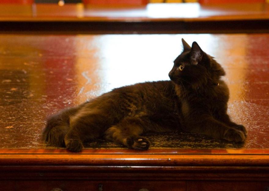 A black cat lies on a glossy wooden surface, looking to the right.