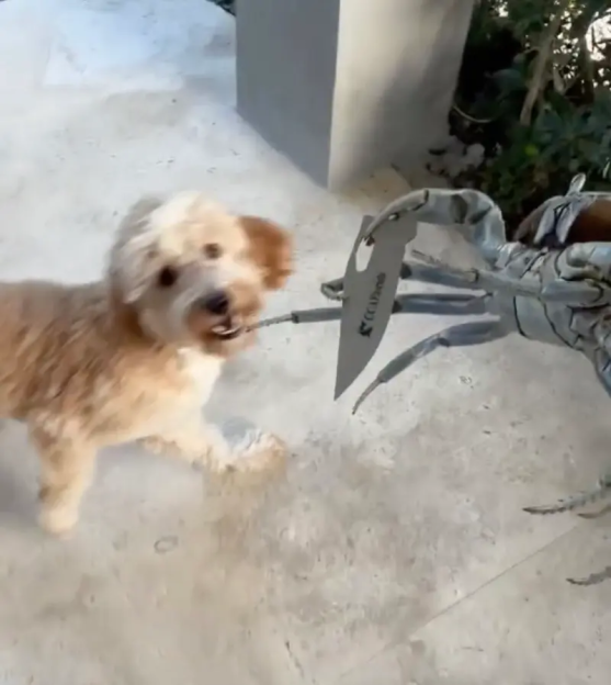 A small dog stands opposite a crab with a knife taped to its claw.