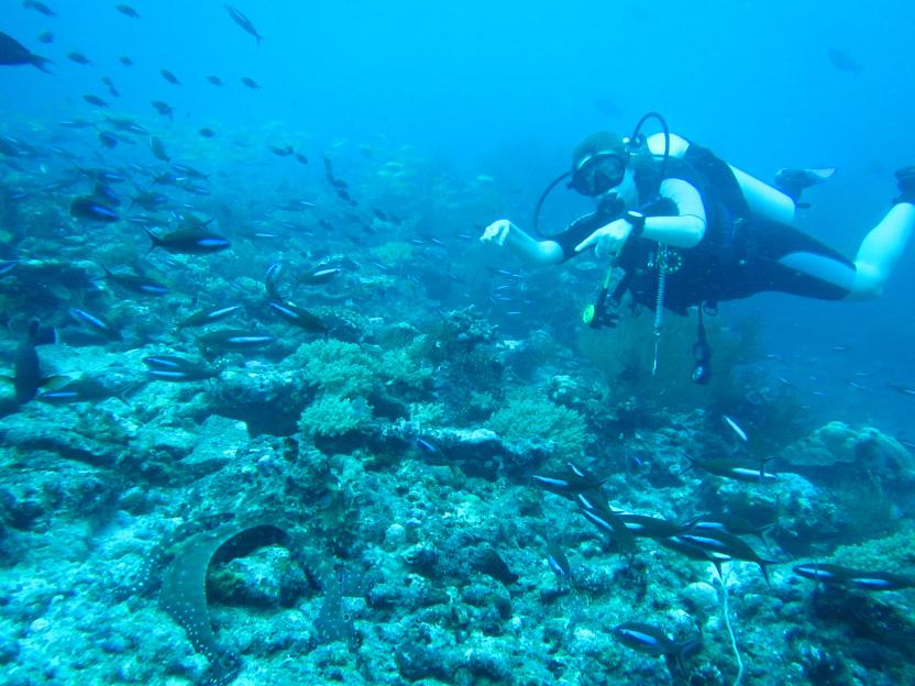 A diver in a black wetsuit points to a spotted eel on the seabed, surrounded by many fish and coral.