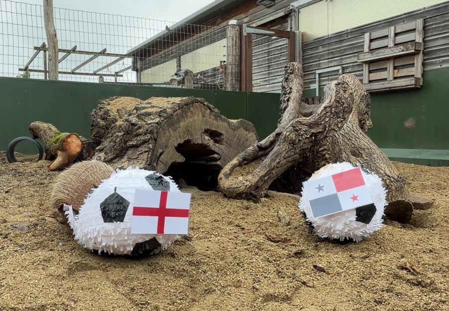 Two soccer ball piñatas, one with an England flag and one with a Panama flag, on a bed of wood chips.