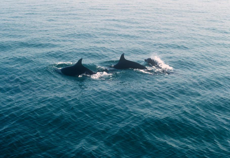Two bottlenose dolphins swimming in Cardigan Bay.