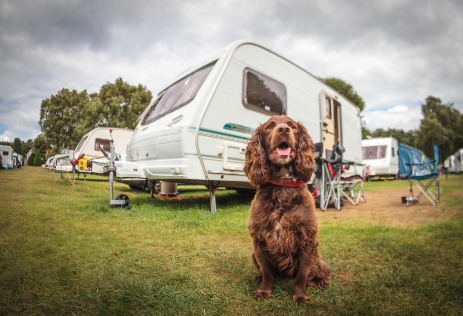 A brown Boykin Spaniel sits in front of a white touring caravan.