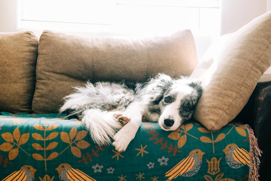 Revealed: The Top 10 Most Stolen Dog Breeds in Britain – Four Pooches Taken Every Day Last Year!