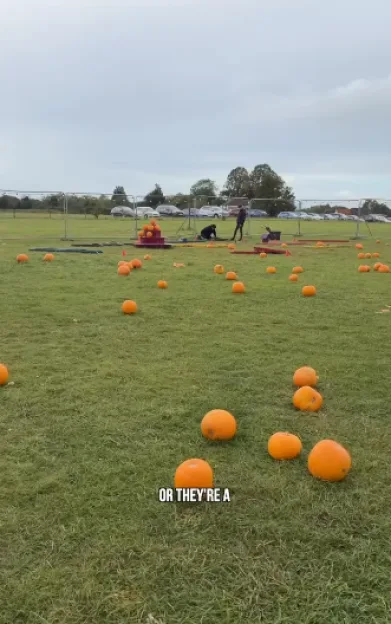 Britain’s ‘most depressing pumpkin patch’ with bizarre tiger statue & ‘sparse’ field is compared to Willy Wonka disaster