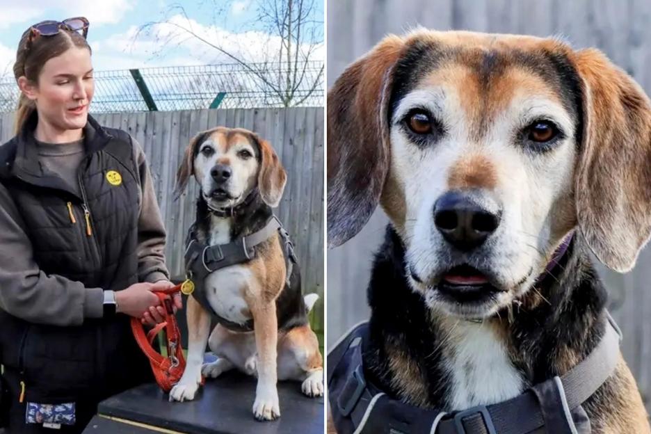 Milo, Britain’s Loneliest Dog, Waits Over Two Years for a Home Due to His ‘Grey’ Appearance