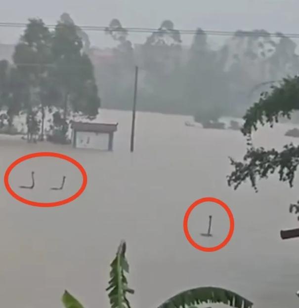 VIDEO: Locals collect thousands of VENOMOUS snakes after they escaped during storm