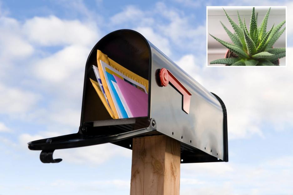 Homeowners are Adorning Their Mailboxes with Resilient Plants for a Stunning, Curated Aesthetic!