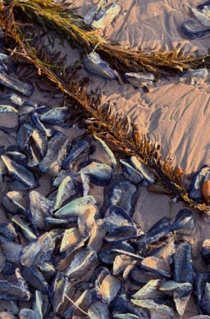 Hundreds of blue velella sea creatures and seaweed washed ashore on a sandy beach.