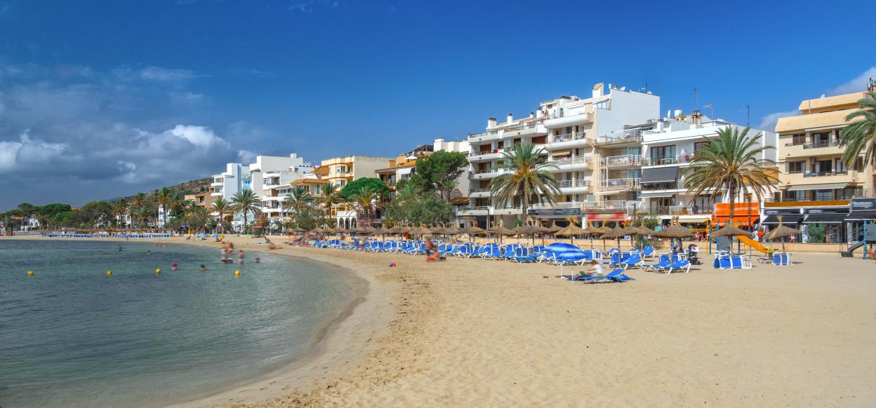 Beech of Puerto de Pollensa, Spain