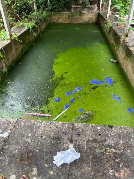 Garden pond with green algae and blue material, where dead cats were found.