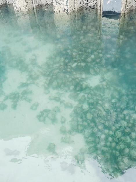 Spider crabs covering the sea floor of a harbor.
