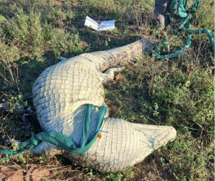 The 15 foot crocodile after being airlifted to the nearby Kruger National Park where it was cut open to reveal human remains