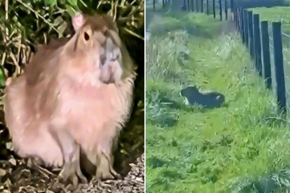 'Public Advised to 'Inspect Your Ponds' for Escaped Capybara as Sniffing Dogs Hunt for Missing Samba from UK Zoo'