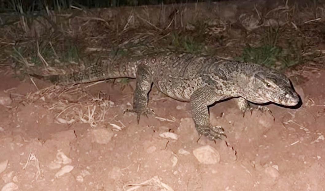 lizard