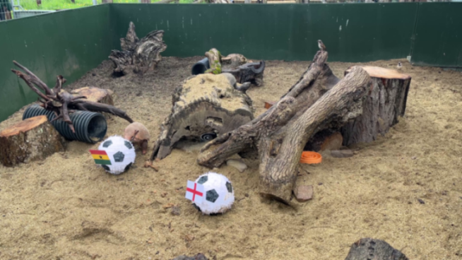 An enclosure with two armadillos, two soccer balls with flags of Ghana and England, tree stumps, and a bird.