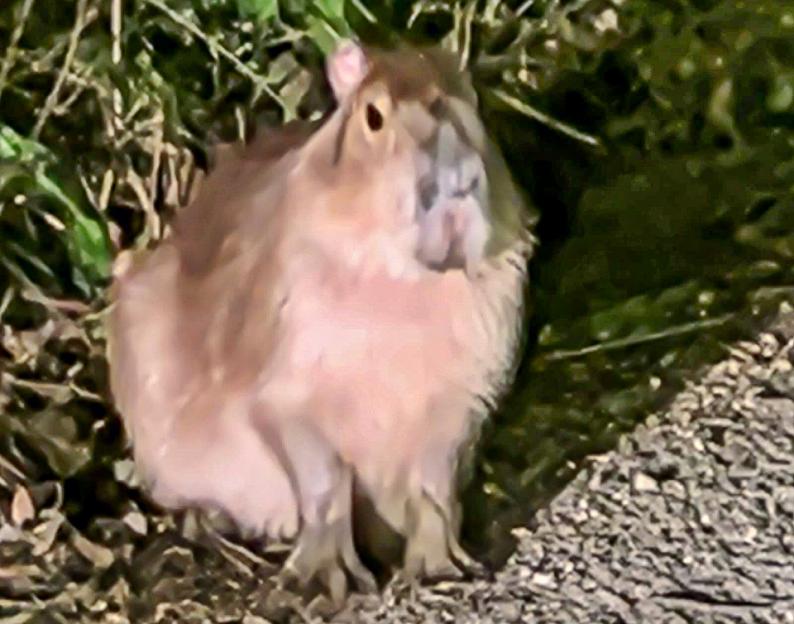 Samba - Marwell Caybara Escapee