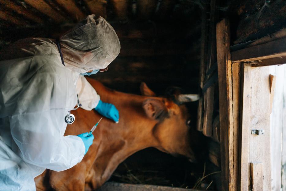 Farm veterinarian administering treatment to a cow in a barn, to get vaccinated against anthrax