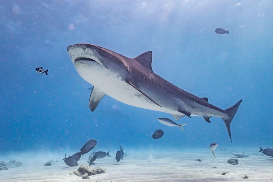 38-Year-Old Swimmer Hospitalized Following Vicious Eight-Foot Shark Attack