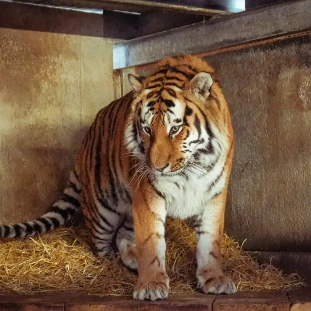A tiger standing on straw in an enclosure.