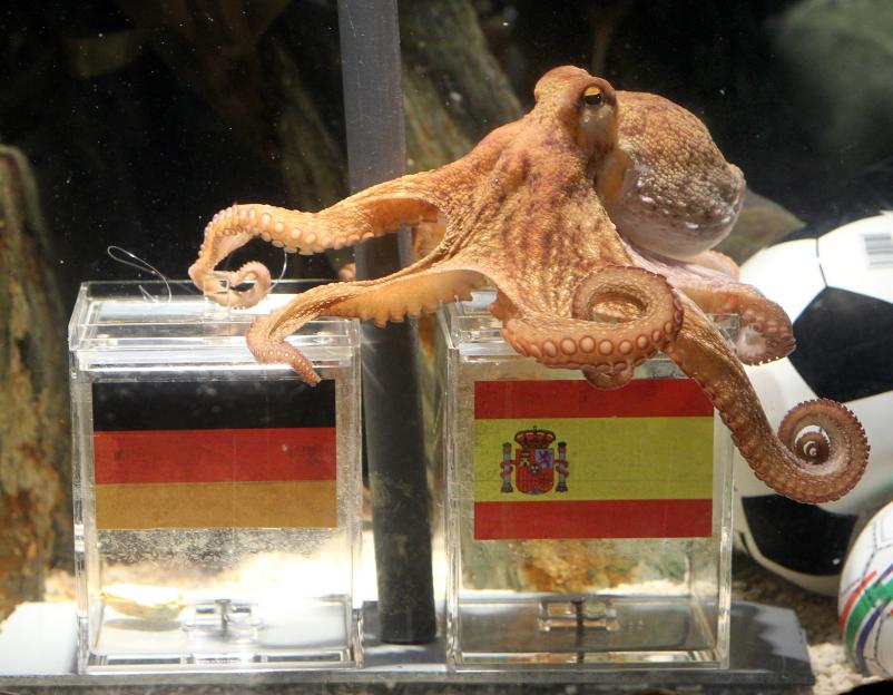 An octopus named Paul sits on a box with
