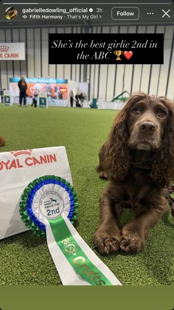 A brown curly-haired dog lies on artificial grass next to a white bag and a blue, green, and white rosette ribbon that reads "Young Royal Kennel Club 2nd".