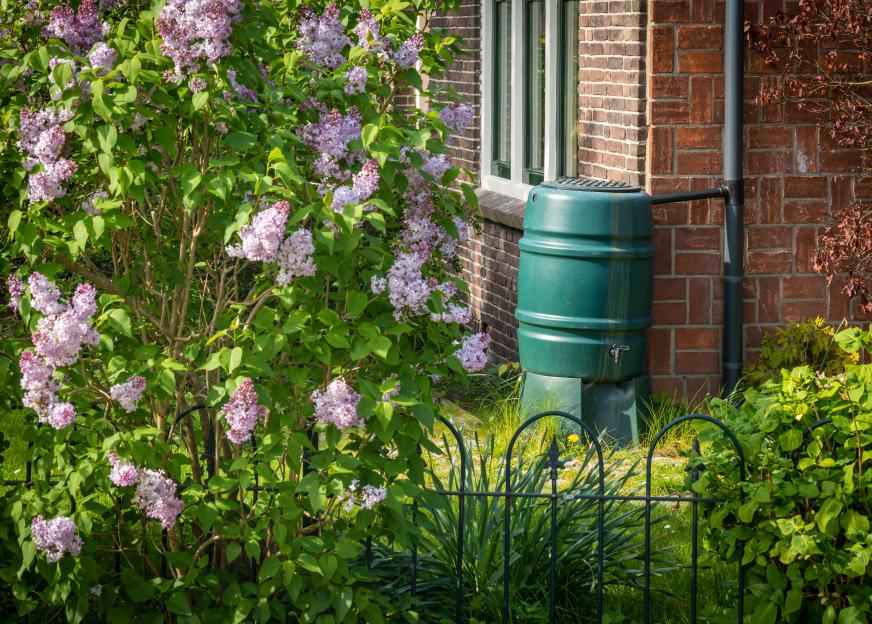 A green rainwater tank next to a brick house and a blooming lilac bush, showing rainwater collection for garden reuse.