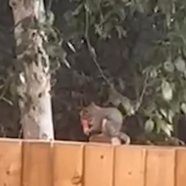 NINTCHDBPICT001069099518