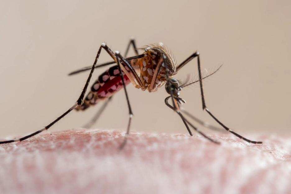 Third person dies from malaria linked to Frankfurt Airport after ‘mosquito gets trapped on plane’ in rare outbreak
