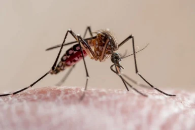 Third person dies from malaria linked to Frankfurt Airport after ‘mosquito gets trapped on plane’ in rare outbreak
