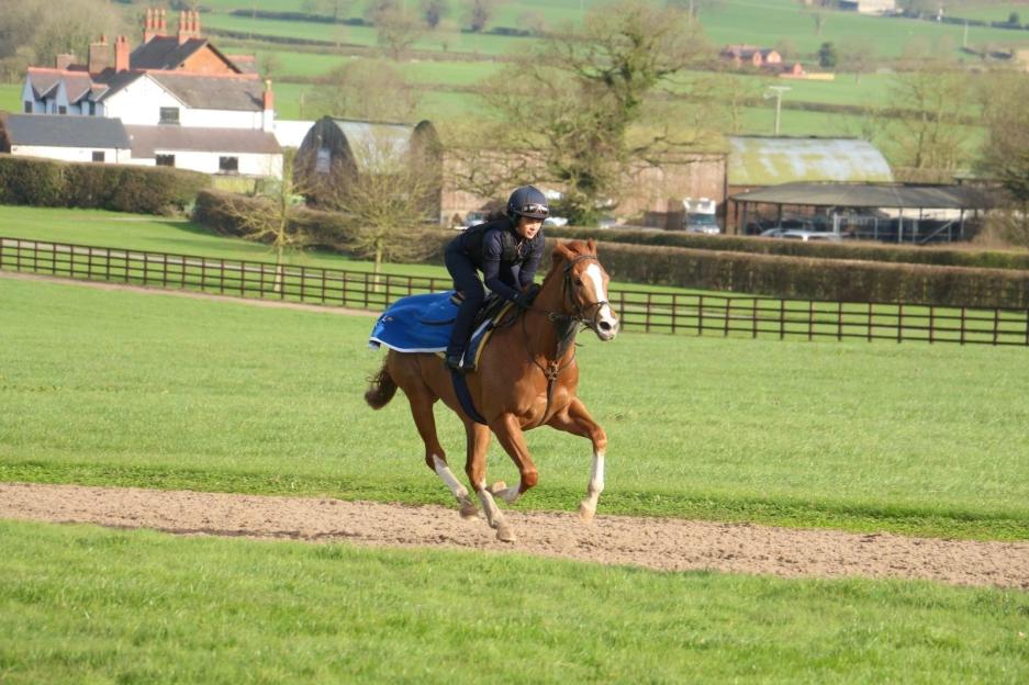 Gemma Owen riding a brown horse with a blue blanket on a track at Manor House Stables.