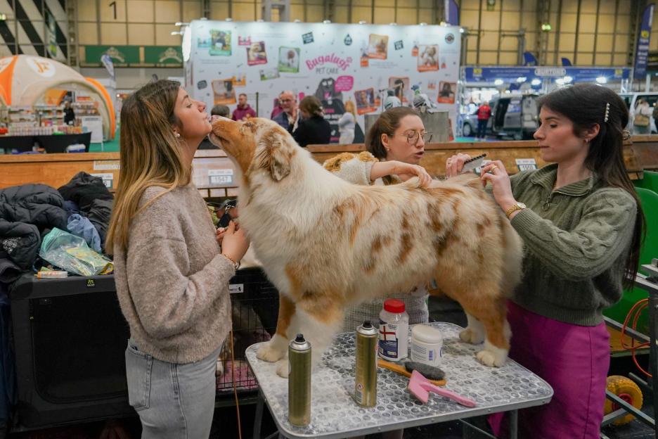 Dog Lovers Rejoice: 19,000 Adorable Pooches Compete for Glory at This Year's Crufts in Birmingham!