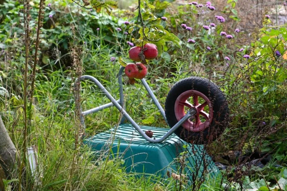 An overturned green wheelbarrow sits in an overgrown garden at the Sandringham Avenue Allotments, beneath an apple tree branch laden with red apples.