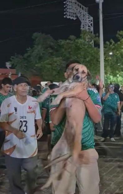VIDEO: Missing dog spotted during World Cup celebrations and reunited with owners