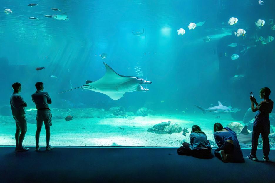 Visitors observe a manta ray and a shark in the largest aquarium in Europe.
